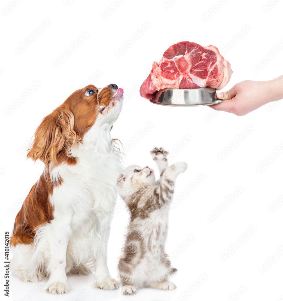 Poster сavalier king charles spaniel puppy and tabby kitten sit together in profile and look away and up on