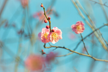 Ume blossom (Japanese plum)