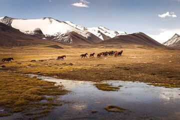 Horses in the mountains of Kyrgyzstan
