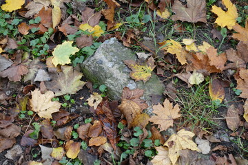 Grey stone, fallen leaves and greenery in October