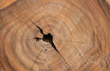 Close up of weathered bleached timber stump creating natural background wallpaper