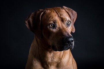 rhodesian ridgeback in studio