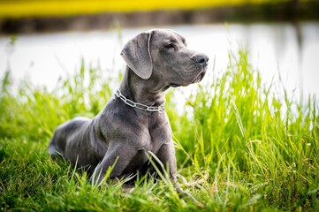 Great Dane in the grass