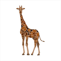 Obraz premium Cartoon vector, giraffe, safari exotic nature. Stock doodle illustration, isolated on white background.