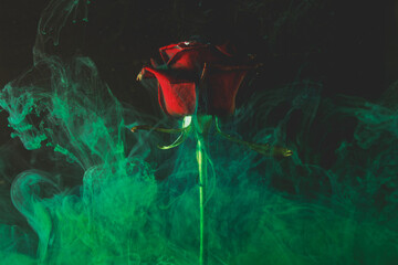 red rose and ink in water