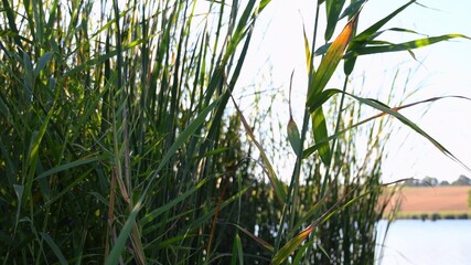 Fototapeta premium Fall season lake shore with blurred lush reed leaves shaking in wind. Tranquil autumn landscape with cattails growing by river bank. Texture of grass-like leaves and stalks
