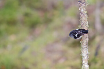 South Island tomtit Petroica macrocephala. Male. Fiordland National Park. Southland. South Island. New Zealand.