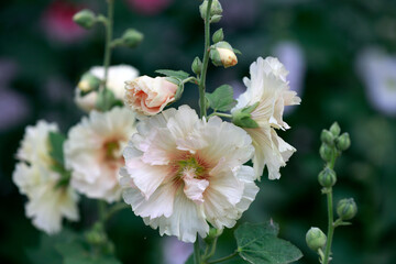 Althaea flowers in the park, North China
