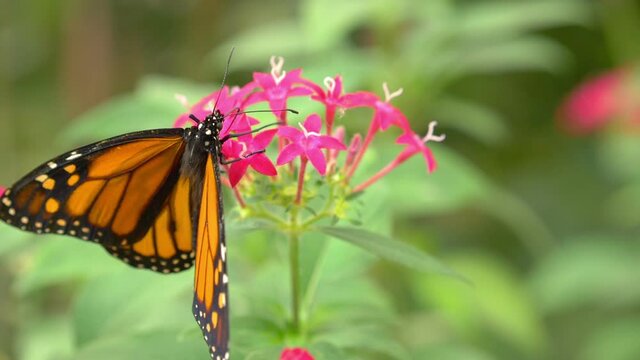 Butterfly on the flower in slow motion 180fps