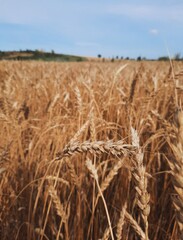 field of wheat