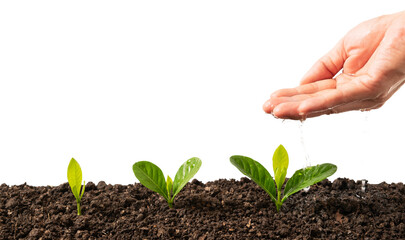 Hand watering Green young tree plant sprout growing out from the soil, environment earth day concept, copy space