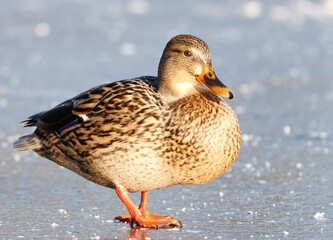 Mallard on the ice