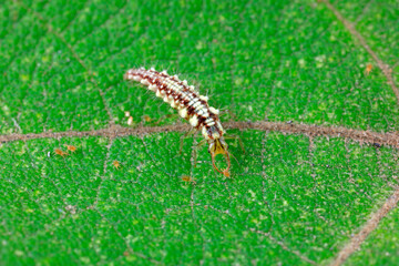 Chrysopa larva crawls on plant leaves, North China