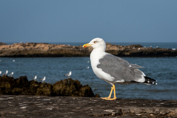 Seagull With Fluid On Beak, At The Port Of Essaouira, Morocco.