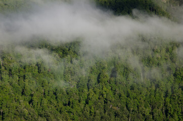 Rainforest covered by clouds. Erlington valley. Fiordland National Park. Southland. South Island. New Zealand.