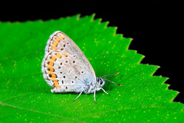 Lepidoptera gray butterfly inhabits green leaves, North China