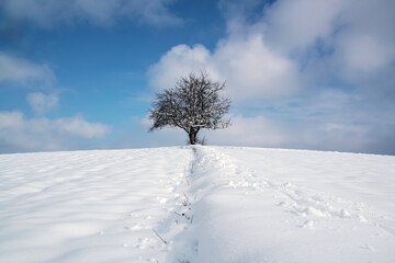 tree in snow under cloudy sky