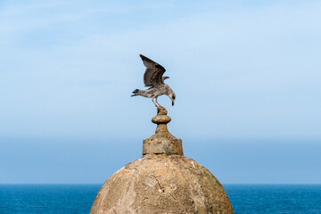 Seagull Just Landed On The Top Of A Watchtower, Sqala du Port, Essaouira, Morocco.