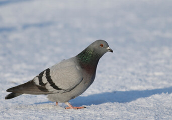 Dowe in the snow