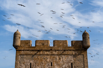 A Flock Of Seagulls Sweeping Over Sqala du Port, Essaouira, Morocco.