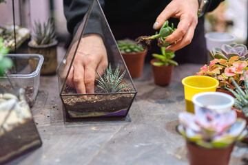 female holds glass florarium vase with succulent plants Small garden with miniature plants. Home indoor plants. DIY florarium. Colorful plants growing in glass geometric