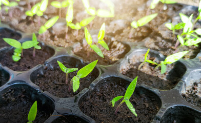 Fresh green leaves of young seedling Chilli with sunlight. Capsicum annuum.