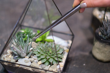 florist webinar on making of florarium with stones and succulents. Modern organic interior decor.