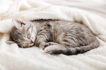Tabby kitten sleep curled up on white soft blanket. Cat rest napping on bed. Comfortable pets sleep...