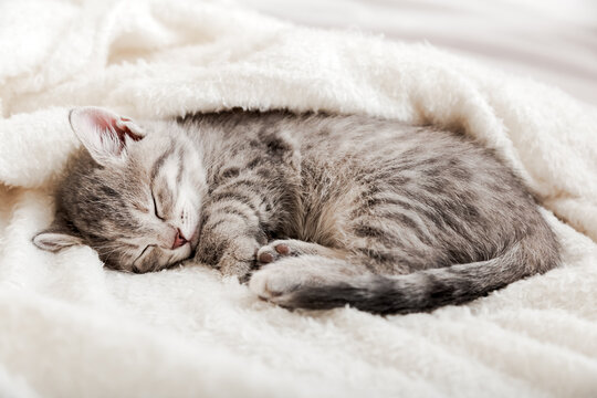 Tabby kitten sleep curled up on white soft blanket. Cat rest napping on bed. Comfortable pets sleep at cozy home.