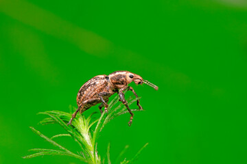 Weevil perches on green leaves, North China