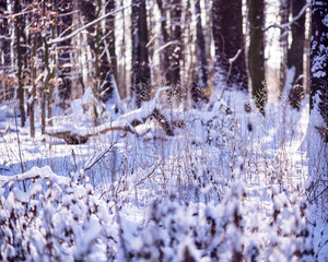 Wald mit Schnee