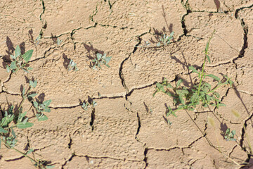 arid cracked soil