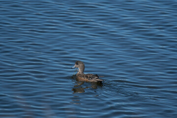 American Wigeon eating in Spring