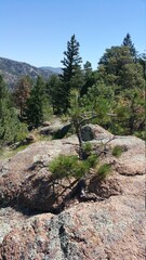 Tree growing on a boulder in a mountain pine forest