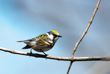 Chestnut-sided Warbler