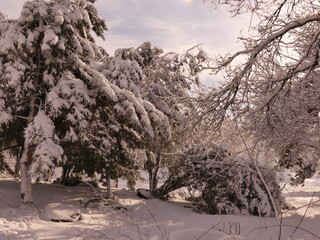 Snow on the trees turns the park into a fairytale world. Odessa oblast (Ukraine)
