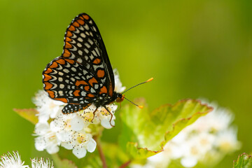 Baltimore Checkerspot