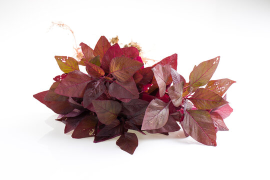 Red Spinach or Red Amaranth