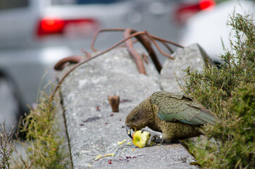 Kea Nestor notabilis eating an apple. Fiordland National Park. Southland. South Island. New Zealand.