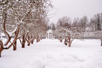 Naklejka premium winter in the park