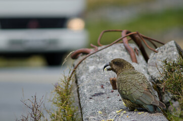 Kea Nestor notabilis eating an apple. Fiordland National Park. Southland. South Island. New Zealand.