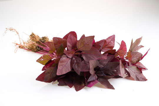 Red Spinach or Red Amaranth