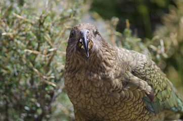 Kea Nestor notabilis eating an apple. Fiordland National Park. Southland. South Island. New Zealand.