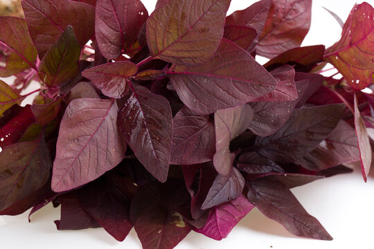 Red Spinach or Red Amaranth