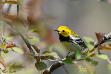 Black-throated Green Warbler