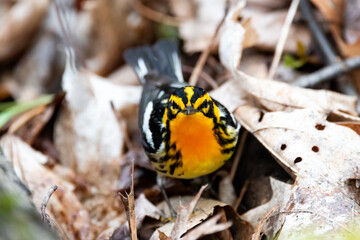 Blackburnian Warbler