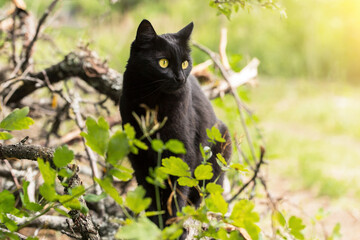 Bombay black cat in profile with yellow eyes outdoors in garden in sunlight in nature, copyspace