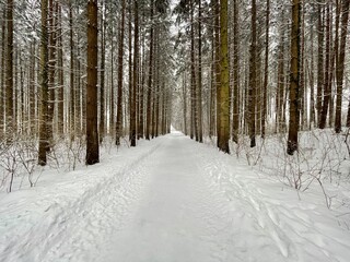 Winter Forestroad