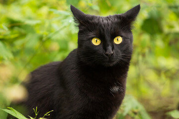Funny surprised bombay black cat portrait with big yellow eyes and attentive look in green garden in nature