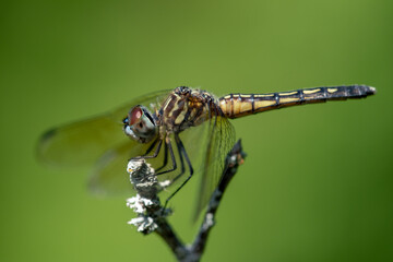 Blue Dasher